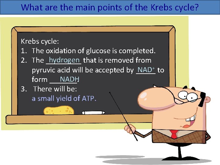 What are the main points of the Krebs cycle? Krebs cycle: 1. The oxidation