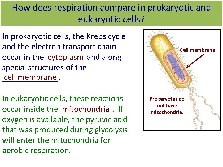 How does respiration compare in prokaryotic and eukaryotic cells? In prokaryotic cells, the Krebs