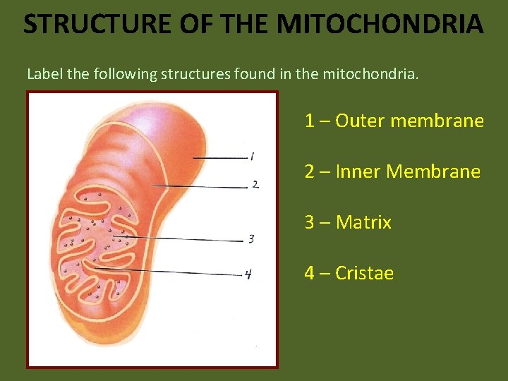 STRUCTURE OF THE MITOCHONDRIA Label the following structures found in the mitochondria. 1 –