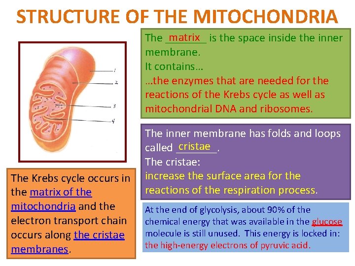 STRUCTURE OF THE MITOCHONDRIA matrix The _______ is the space inside the inner membrane.