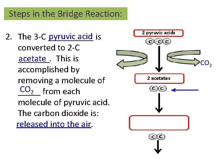 Steps in the Bridge Reaction: pyruvic acid 2. The 3 -C _____ is converted