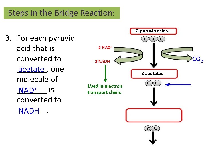 Steps in the Bridge Reaction: 3. For each pyruvic acid that is converted to