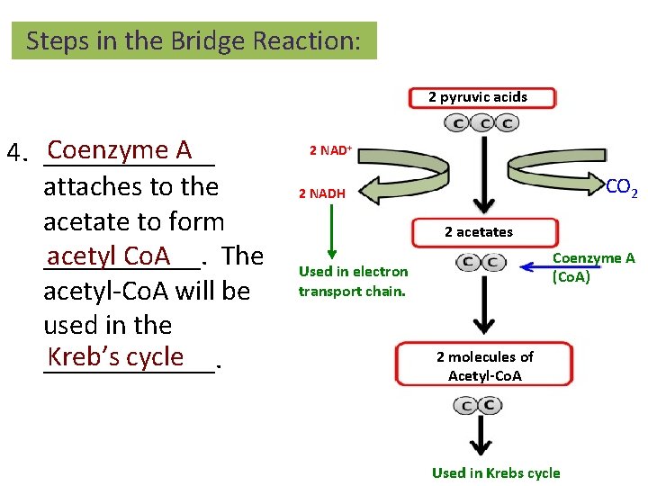 Steps in the Bridge Reaction: 2 pyruvic acids Coenzyme A 4. ______ attaches to