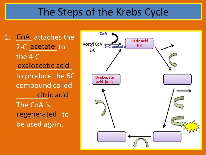 The Steps of the Krebs Cycle Co. A 1. ____ attaches the acetate 2