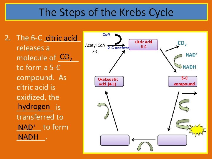 The Steps of the Krebs Cycle 2. The 6 -C _____ citric acid releases