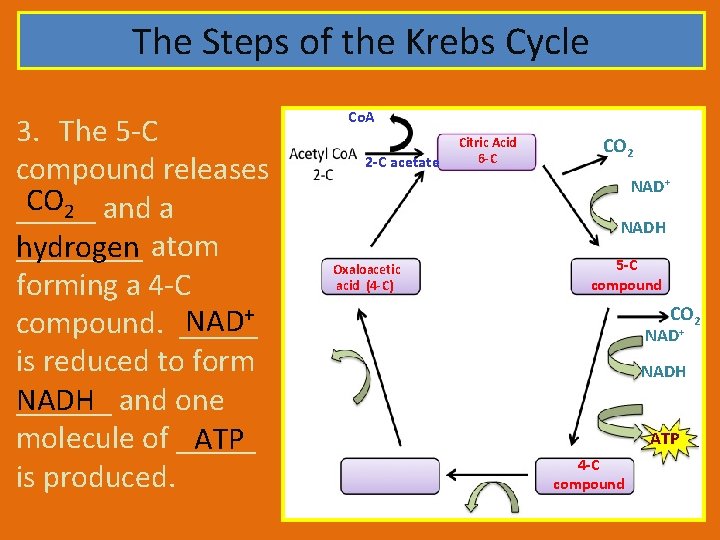 The Steps of the Krebs Cycle 3. The 5 -C compound releases CO 2