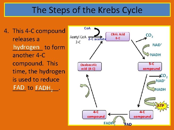 The Steps of the Krebs Cycle 4. This 4 -C compound releases a hydrogen