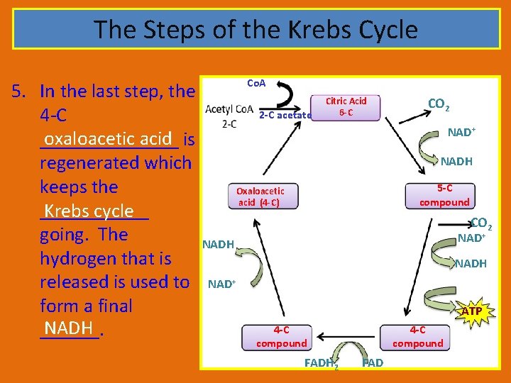 The Steps of the Krebs Cycle Co. A 5. In the last step, the
