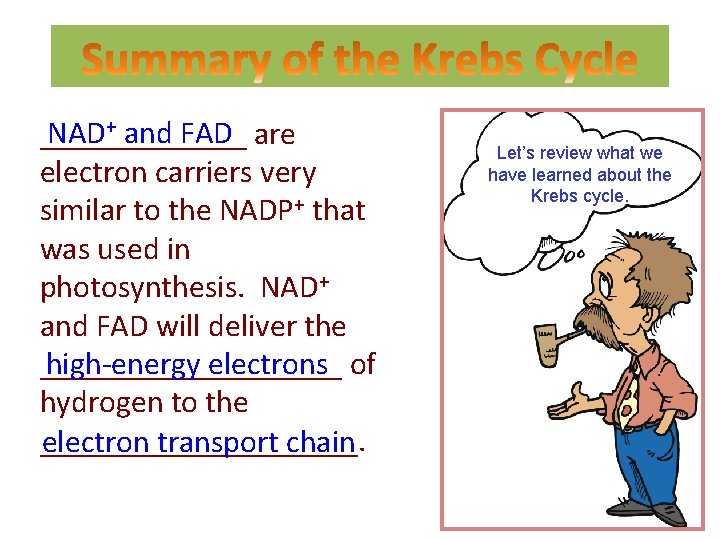 NAD+ and FAD _______ are electron carriers very similar to the NADP+ that was
