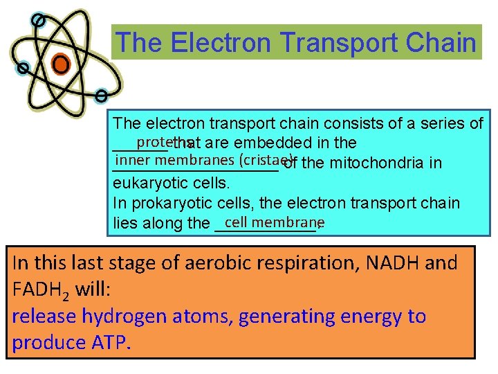 The Electron Transport Chain The electron transport chain consists of a series of proteins