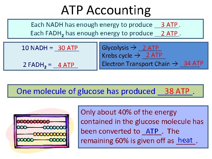 ATP Accounting 3 ATP Each NADH has enough energy to produce _______. Each FADH