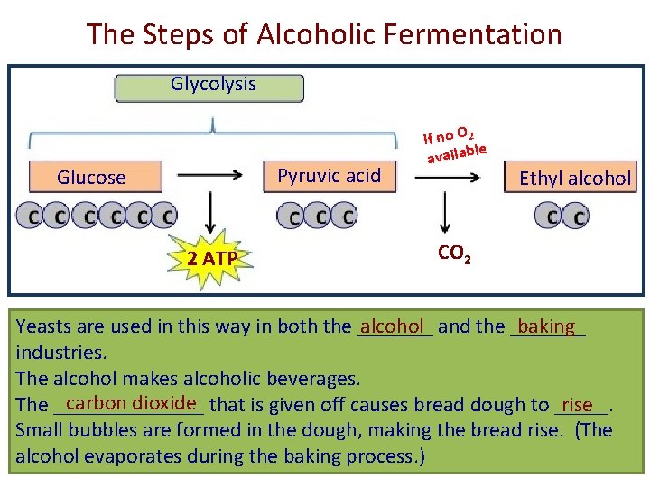 The Steps of Alcoholic Fermentation Glycolysis Pyruvic acid Glucose 2 ATP If no O