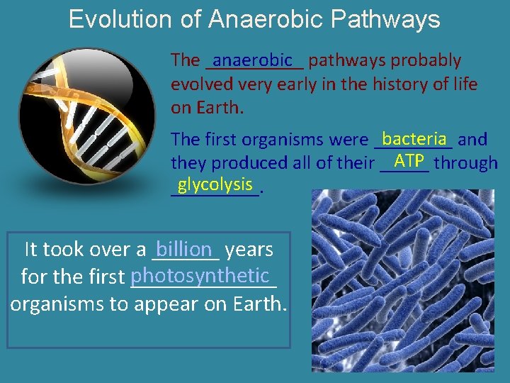 Evolution of Anaerobic Pathways anaerobic The _____ pathways probably evolved very early in the