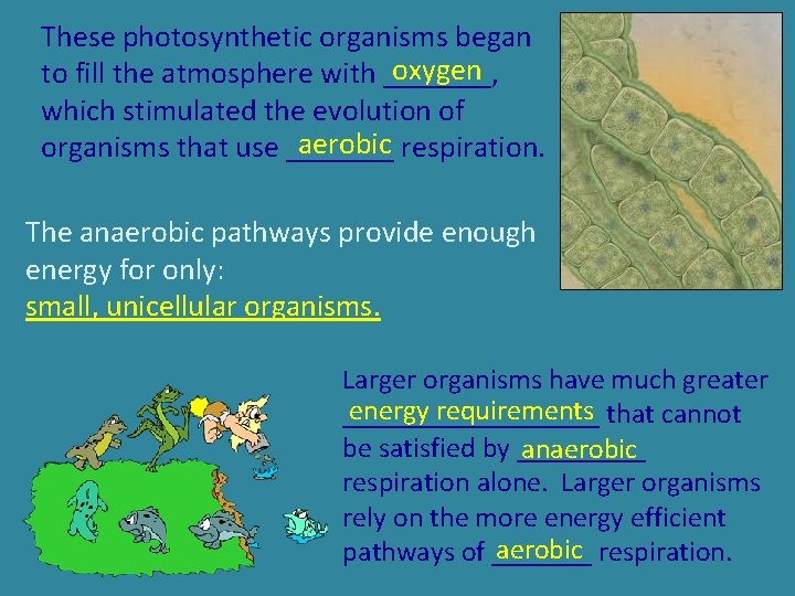 These photosynthetic organisms began oxygen to fill the atmosphere with _______, which stimulated the