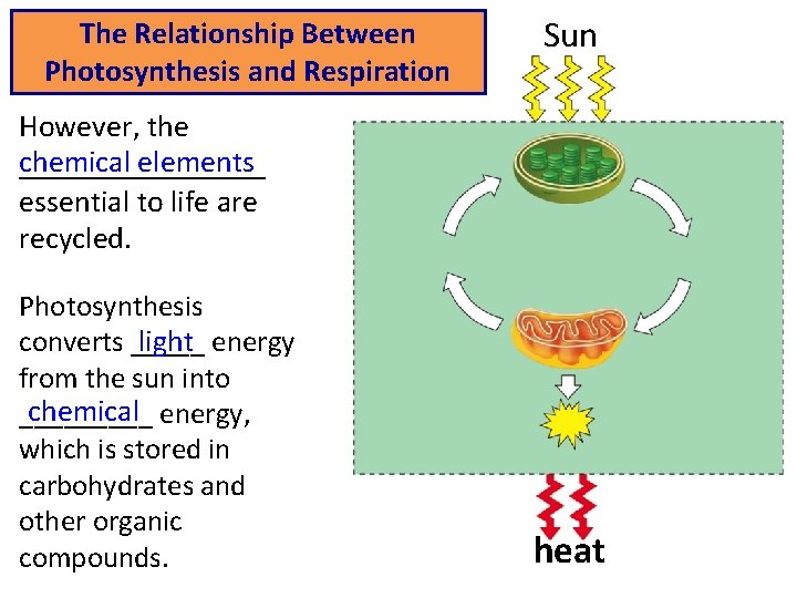 The Relationship Between Photosynthesis and Respiration Sun However, the chemical elements ________ essential to