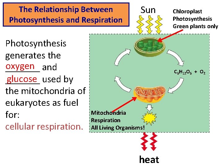 The Relationship Between Photosynthesis and Respiration Photosynthesis generates the oxygen _______ and glucose _______