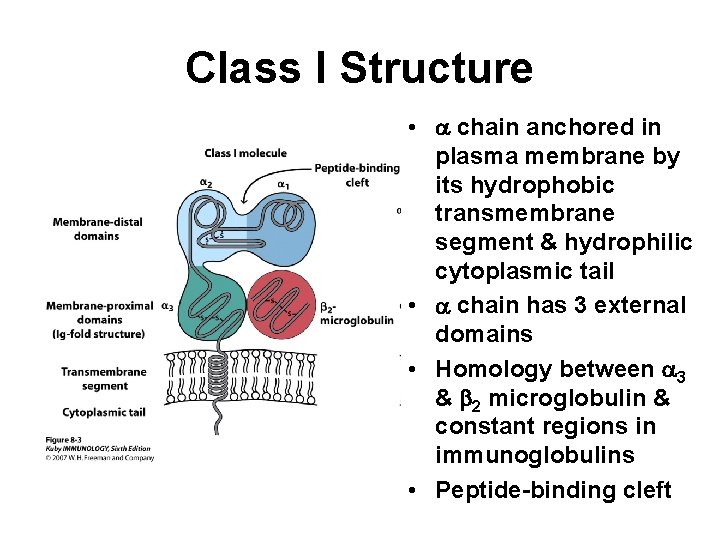Class I Structure • chain anchored in plasma membrane by its hydrophobic transmembrane segment