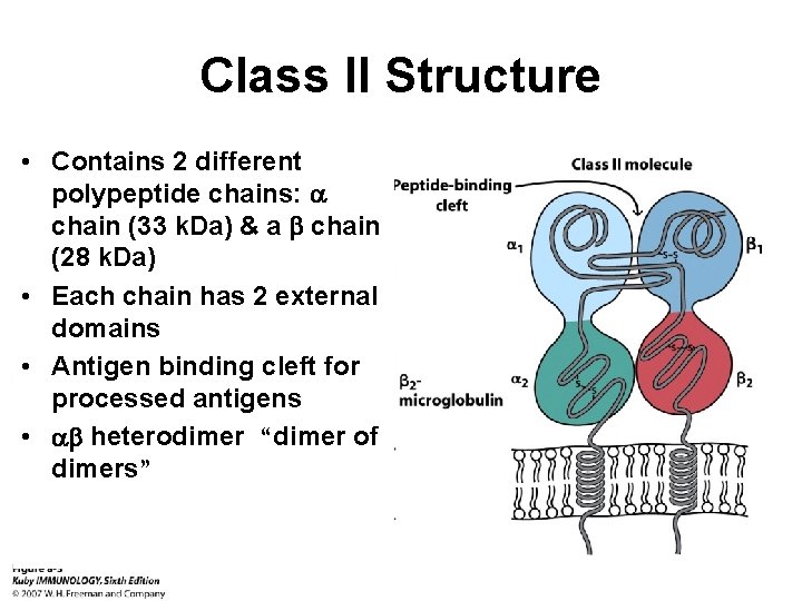 Class II Structure • Contains 2 different polypeptide chains: chain (33 k. Da) &