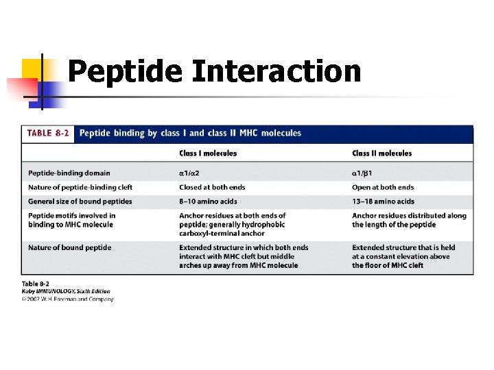 Peptide Interaction 