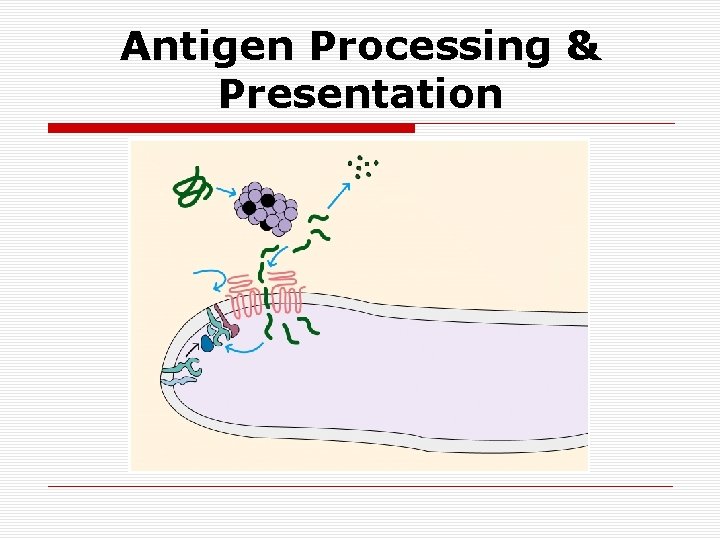 Antigen Processing & Presentation 