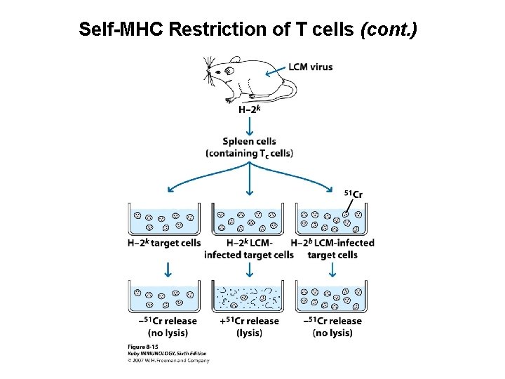 Self-MHC Restriction of T cells (cont. ) 