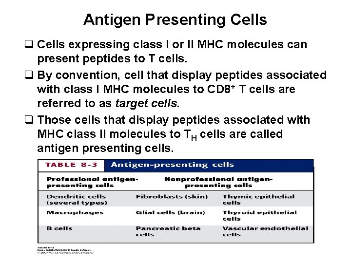 Antigen Presenting Cells q Cells expressing class I or II MHC molecules can present