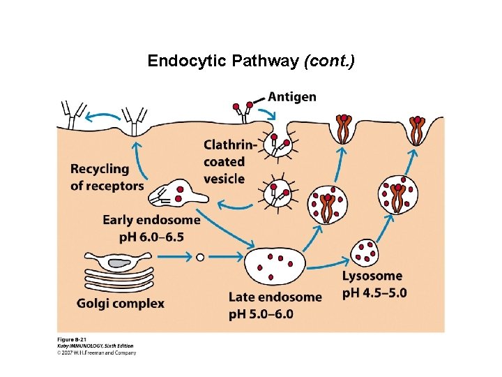 Endocytic Pathway (cont. ) 