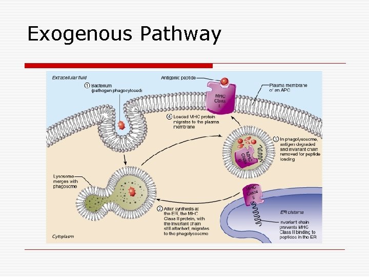 Exogenous Pathway 