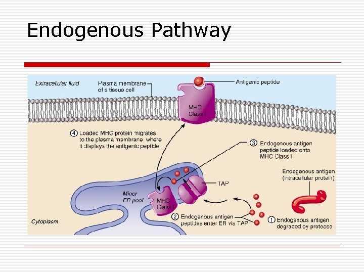 Endogenous Pathway 
