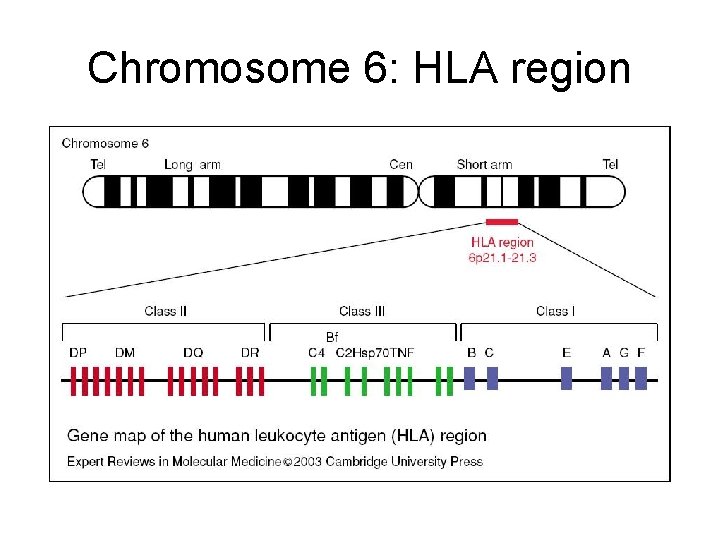 Chromosome 6: HLA region 