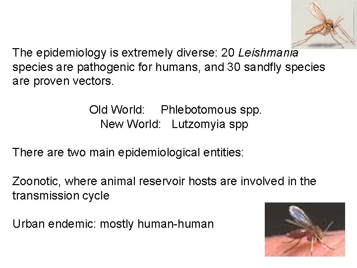 The epidemiology is extremely diverse: 20 Leishmania species are pathogenic for humans, and 30