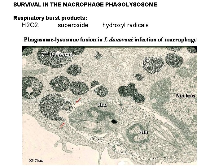 SURVIVAL IN THE MACROPHAGE PHAGOLYSOSOME Respiratory burst products: H 2 O 2, superoxide hydroxyl