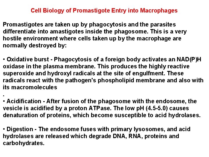 Cell Biology of Promastigote Entry into Macrophages Promastigotes are taken up by phagocytosis and