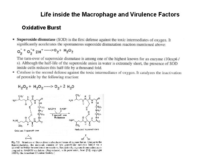 Life inside the Macrophage and Virulence Factors Oxidative Burst 
