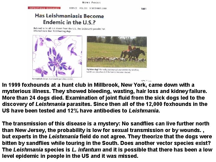 In 1999 foxhounds at a hunt club in Millbrook, New York, came down with