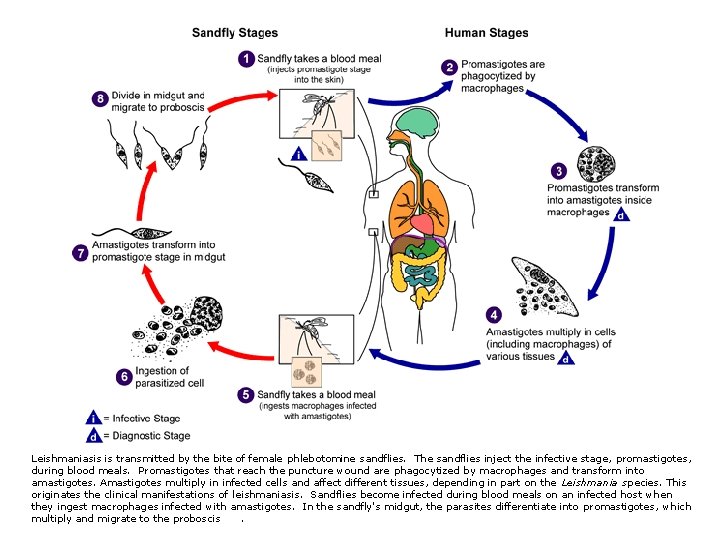Leishmaniasis is transmitted by the bite of female phlebotomine sandflies. The sandflies inject the