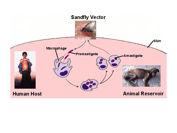 Sandfly Vector Skin Macrophage Promastigote Human Host Amastigote Animal Reservoir 
