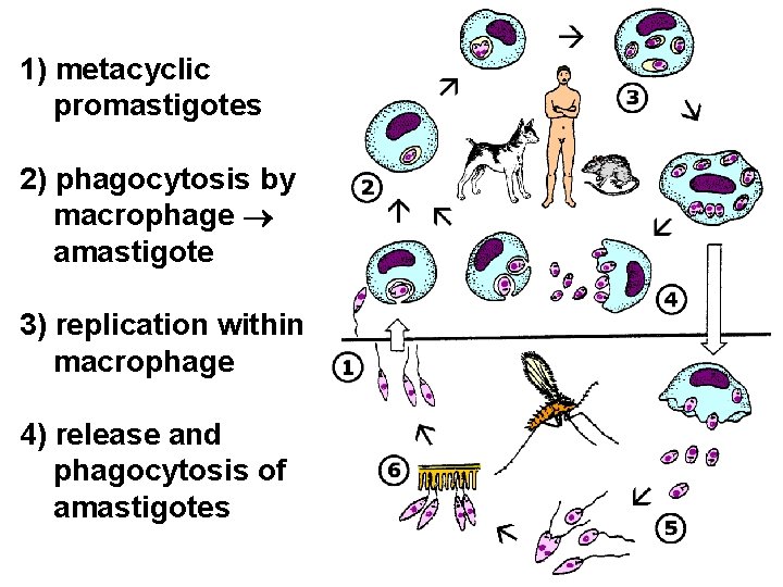 1) metacyclic promastigotes 2) phagocytosis by macrophage amastigote 3) replication within macrophage 4) release