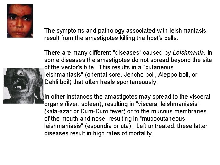 The symptoms and pathology associated with leishmaniasis result from the amastigotes killing the host's