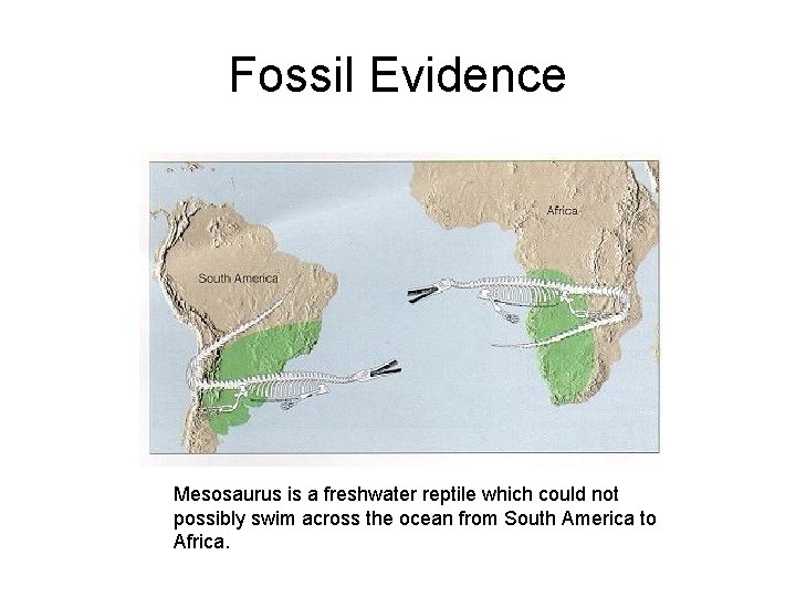 Fossil Evidence Mesosaurus is a freshwater reptile which could not possibly swim across the