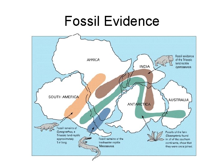 Fossil Evidence 