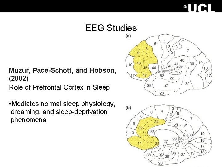 EEG Studies Muzur, Pace-Schott, and Hobson, (2002) Role of Prefrontal Cortex in Sleep •