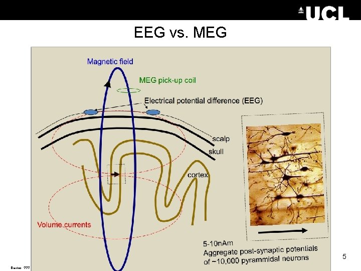EEG vs. MEG 5 Barnes, ? ? ? 