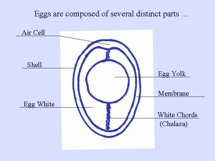 Eggs are composed of several distinct parts … Air Cell Shell Egg Yolk Membrane