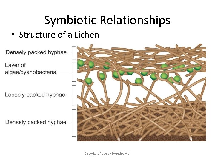Symbiotic Relationships • Structure of a Lichen Copyright Pearson Prentice Hall 