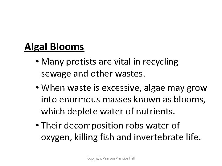 Algal Blooms • Many protists are vital in recycling sewage and other wastes. •