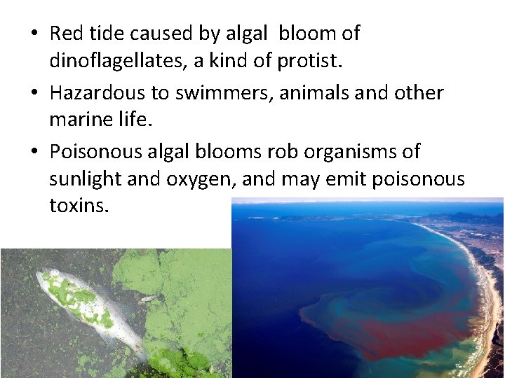  • Red tide caused by algal bloom of dinoflagellates, a kind of protist.