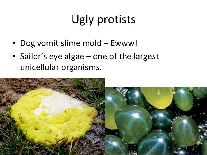 Ugly protists • Dog vomit slime mold – Ewww! • Sailor’s eye algae –