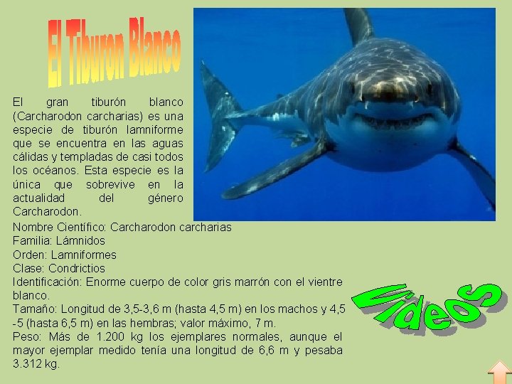 El gran tiburón blanco (Carcharodon carcharias) es una especie de tiburón lamniforme que se