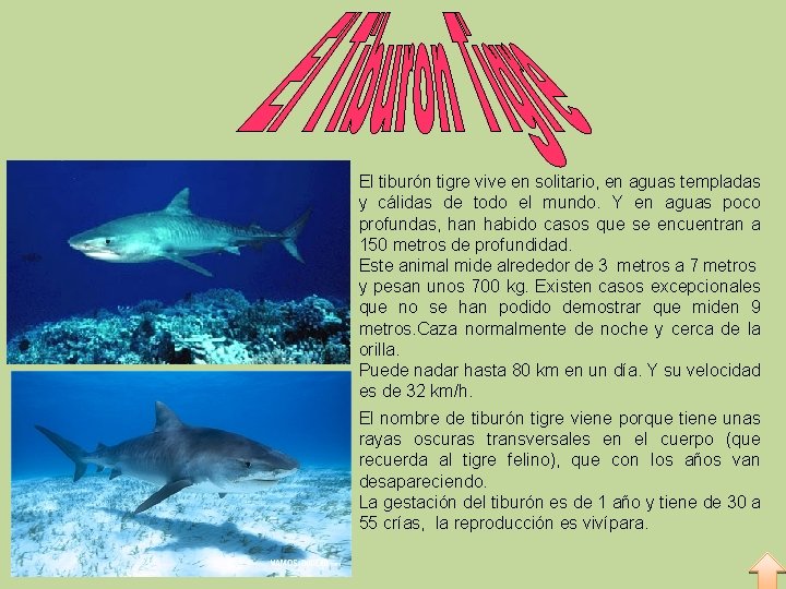 El tiburón tigre vive en solitario, en aguas templadas y cálidas de todo el